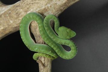x.x Trimeresurus vogeli CB24 beschikbaar voor biedingen