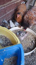 Kuikentjes 5wk oud, Dieren en Toebehoren, Geslacht onbekend, Kip