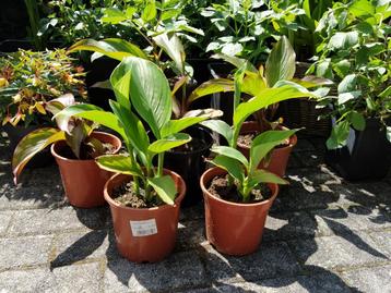 Te koop: zaailingen en stekken 1-jarigen en vaste planten beschikbaar voor biedingen