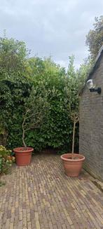 olijfbomen, Tuin en Terras, Planten | Bomen, Ophalen of Verzenden, Lente, 100 tot 250 cm, Olijfboom