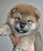 Shiba pups met FCI stamboom, Parvo, Overige rassen, 8 tot 15 weken, Meerdere