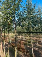 Elzen . Berken . Iepen . Liquidambar. Bol Catalpa, Ophalen of Verzenden, Bloeit niet, Volle zon