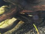 Grote borstelneus pleco, Dieren en Toebehoren, Vis, Zoetwatervis