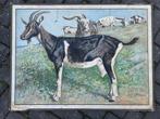 Geit (schoolplaat), Antiek en Kunst, Antiek | Schoolplaten, Ophalen of Verzenden, Natuur en Biologie
