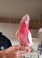 Supertamme lutino rose kaketoe, Dieren en Toebehoren, Vogels | Parkieten en Papegaaien, Vrouwelijk, Papegaai, Geringd