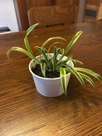 Chlorophytum Graslelie, Huis en Inrichting, Kamerplanten, Ophalen of Verzenden, Overige soorten, Halfschaduw, Minder dan 100 cm