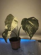 Monstera Albo Variegata planten 🌱, Overige soorten, In pot, Minder dan 100 cm, Groene kamerplant