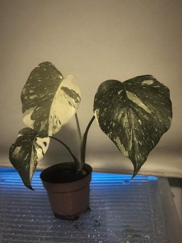 Monstera Albo Variegata planten 🌱 beschikbaar voor biedingen