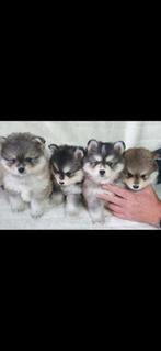 Pomsky F1 pups EERSTE STERKSTE GENERATIE BLAUWE OOGJES, CDV (hondenziekte), 8 tot 15 weken, Poolhond, Meerdere