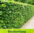 Beuken haag - Fagus Sylvatica, Tuin en Terras, Planten | Tuinplanten, Ophalen of Verzenden, Bloeit niet, Overige soorten, Volle zon