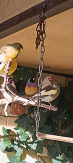 Kanarie, kwartels, zebravinken,zilverbekies, goldamadine,, Dieren en Toebehoren, Meerdere dieren