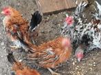 Krulvederige chabo/serama kriel kuikens, Dieren en Toebehoren, Pluimvee, Meerdere dieren, Kip