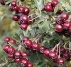 Crataegus schraderiana, Ophalen of Verzenden, Minder dan 100 cm, Overige soorten, Lente