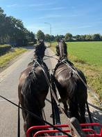 Kwpn tuigpaarden en welsh pony, Dieren en Toebehoren, Gechipt, Ruin, 3 tot 6 jaar, 160 tot 165 cm