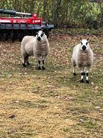 Kerry hill ooien, Dieren en Toebehoren, Schapen, Geiten en Varkens, Vrouwelijk, Schaap