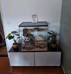 Knaagdieren terrarium 60x40x60 cm, Dieren en Toebehoren, Knaagdieren en Konijnen | Hokken en Kooien, Ophalen of Verzenden, Hok