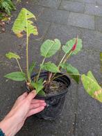 Persicaria vaste tuinplant, Tuin en Terras, Planten | Tuinplanten, Ophalen, Overige soorten, Halfschaduw