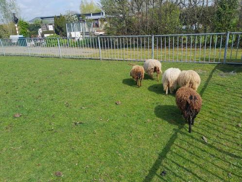 Quessant schapen, Dieren en Toebehoren, Schapen, Geiten en Varkens, Schaap, Vrouwelijk, 0 tot 2 jaar