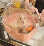 Hamster, Hamster, Vrouwelijk, Tam, September