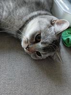 Brits korthaar kitten, Dieren en Toebehoren, Katten en Kittens | Overige Katten, Kater, Kortharig, 0 tot 2 jaar