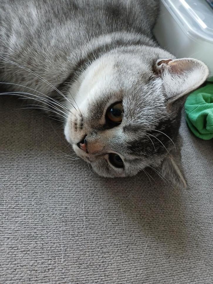 Brits korthaar kitten, Dieren en Toebehoren, Katten en Kittens | Overige Katten, Kortharig, Kater, 0 tot 2 jaar