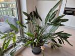 Strelitzia Reginae Paradijsvogelplant, Huis en Inrichting, Ophalen, 100 tot 150 cm, Overige soorten, Halfschaduw