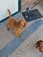Toy/dwerg poedel reutje, Dieren en Toebehoren, Honden | Chihuahua's en Gezelschapshonden, Poedel, 15 weken tot 1 jaar, Reu, CDV (hondenziekte)