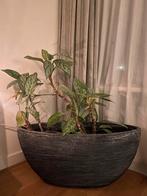 Grote grijze pot incl. plant, Tuin en Terras, Ophalen, Overige materialen, Gebruikt, 40 cm of meer
