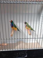 Gouldamadine, Dieren en Toebehoren, Meerdere dieren, Tropenvogel