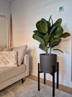Rubberplant in pot. Incl.plantenstandaard., Ophalen