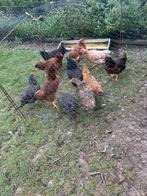 Super legkippen, Dieren en Toebehoren, Pluimvee, Vrouwelijk, Kip