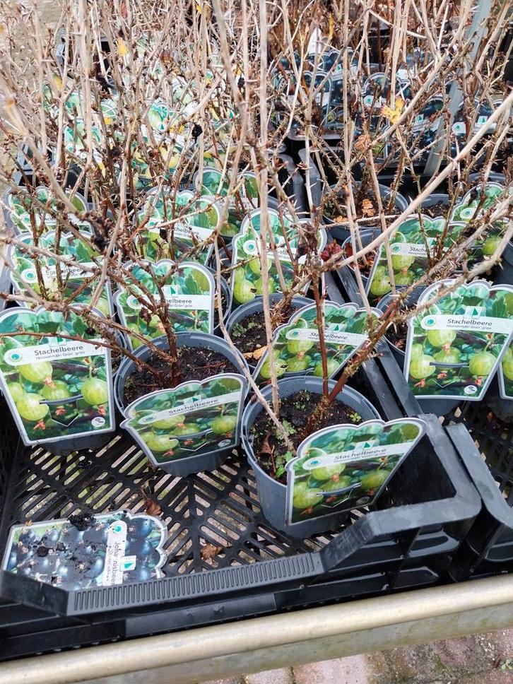 Kruisbessenstruik - Heerlijke Zomerbessen!, Tuin en Terras, Planten | Struiken en Hagen, Overige soorten, Minder dan 100 cm, Ophalen