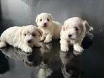 Bichon malteser, Dieren en Toebehoren, Parvo, 8 tot 15 weken, Meerdere, Meerdere dieren