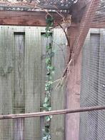 Zanglijster pop, Dieren en Toebehoren, Vrouwelijk, Wildzangvogel, Geringd