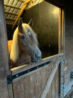Te koop: lieve en leergierige 2,5-jarige Haflinger merrie, Dieren en Toebehoren, Paarden, Merrie, Minder dan 160 cm, 3 tot 6 jaar