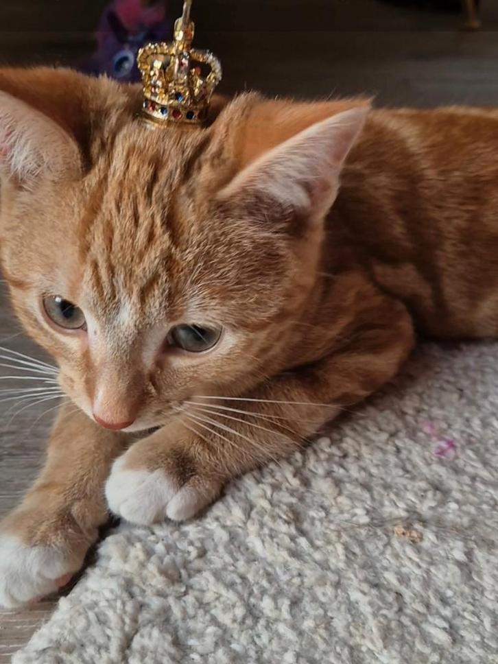 Kitten rood, Dieren en Toebehoren, Katten en Kittens | Overige Katten, Kortharig, Kater, 0 tot 2 jaar