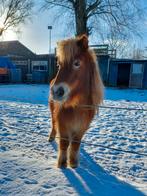 Shetlandermerrie als weidemaatje aangeboden, Merrie, Zadelmak, A pony (tot 1.17m), Ontwormd
