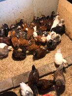Wyandotte kriel kuikens in verschillende kleuren., Dieren en Toebehoren, Pluimvee, Geslacht onbekend, Kip