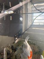 2 goud visjes, aquarium en toebehoren, Dieren en Toebehoren, Vissen | Aquaria en Toebehoren, Ophalen, Gevuld zoetwateraquarium