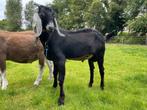 Nubische bokken CL en CAE vrij, Dieren en Toebehoren, Schapen, Geiten en Varkens, Mannelijk, Geit, 0 tot 2 jaar