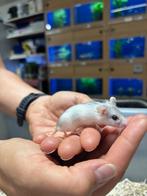 Te koop leuke jonge Chinese dwerghamsters, Meerdere dieren, Hamster, Na 1 juli 2024