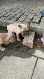 Franse buldog pup top combinatie, Dieren en Toebehoren, Honden | Bulldogs, Pinschers en Molossers, Rabiës (hondsdolheid), Reu