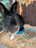 Mooi zwart konijn, Dieren en Toebehoren, Vrouwelijk