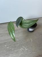 Epipremnum cebu blue, Huis en Inrichting, Kamerplanten, Ophalen of Verzenden, Overige soorten, Minder dan 100 cm