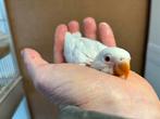 Jonge albino Agapornis fischeri dwergpapegaai 606/608, Geslacht onbekend, Dwergpapegaai of Agapornis, Geringd