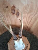 Reegewei taxidermie, Ophalen of Verzenden, Opgezet dier