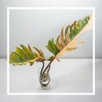Philodendron caramel marble 2 🌱, Huis en Inrichting, Kamerplanten, Ophalen of Verzenden