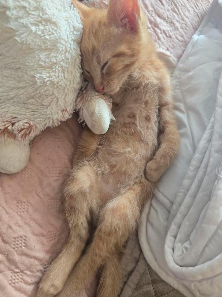 Baby kittens, Dieren en Toebehoren, Katten en Kittens | Raskatten | Langhaar