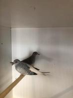 Div Diamantduifjes, Dieren en Toebehoren, Vogels | Overige Vogels, Meerdere dieren