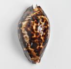 Schelpen: Cypraea (zoila) friendii 78,5mm (F++)  - Australië, Ophalen of Verzenden, Schelp(en)